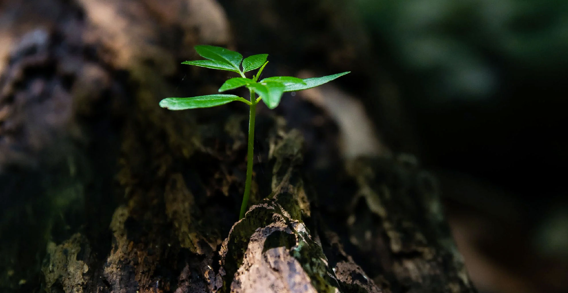 6 medidas simples para preservar o meio ambiente